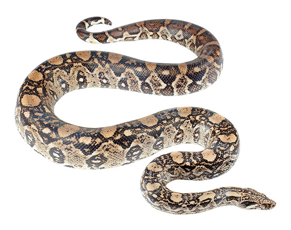 Adult female Boa imperator