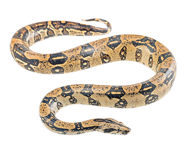 Adult female Boa imperator