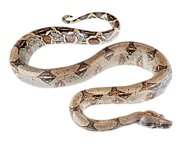 Adult male Boa imperator