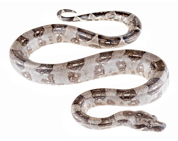 Juvenile Boa imperator