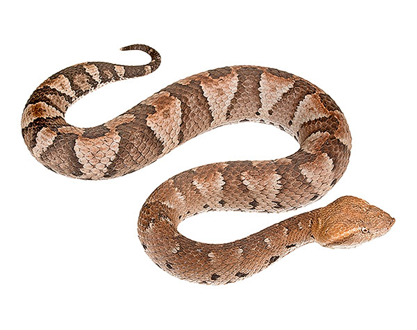 Adult female Bothrocophias hyoprora