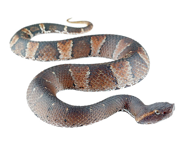 Adult male Bothrocophias hyoprora