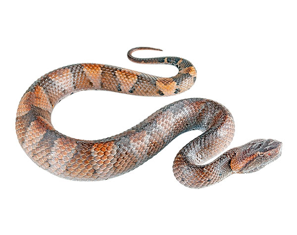 Adult male Bothrocophias hyoprora