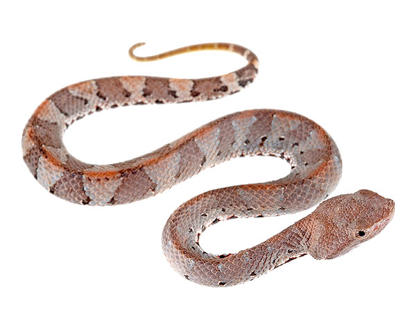 Juvenile Bothrocophias hyoprora