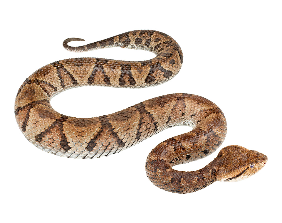 Bothrocophias microphthalmus