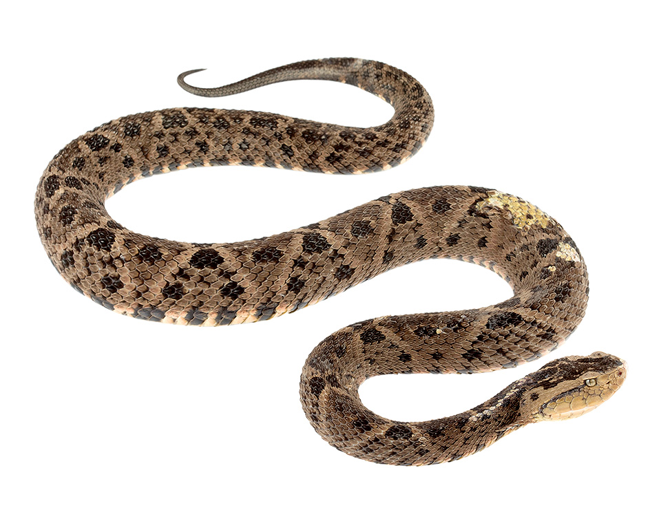 Adult female Bothrops asper