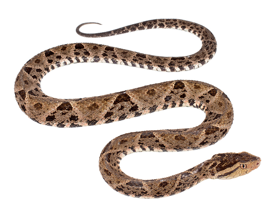 Adult male Bothrops asper