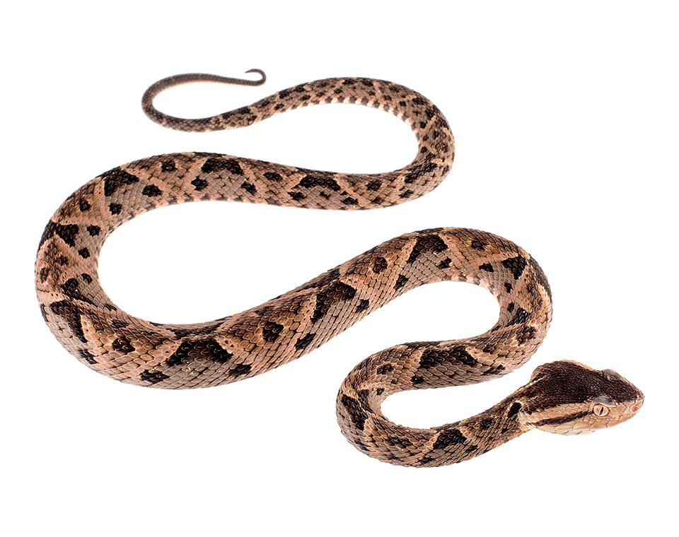 Adult male Bothrops asper