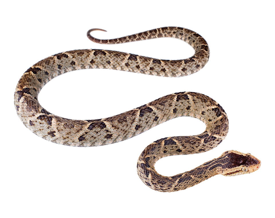 Adult male Bothrops asper