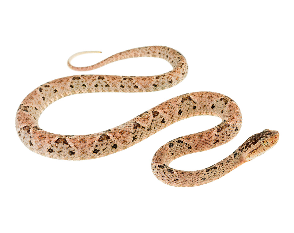 Juvenile female Bothrops asper