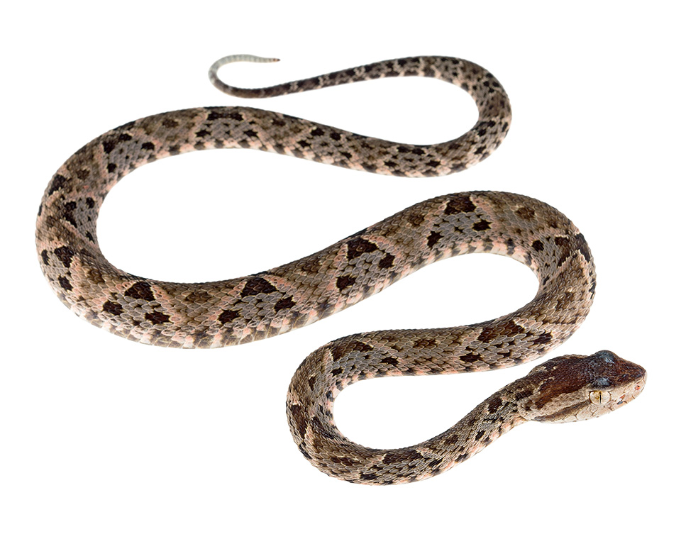 Juvenile female Bothrops asper