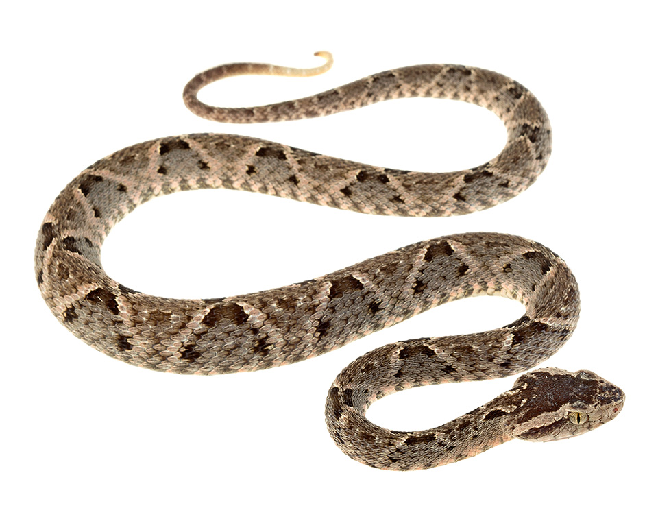 Juvenile male Bothrops asper