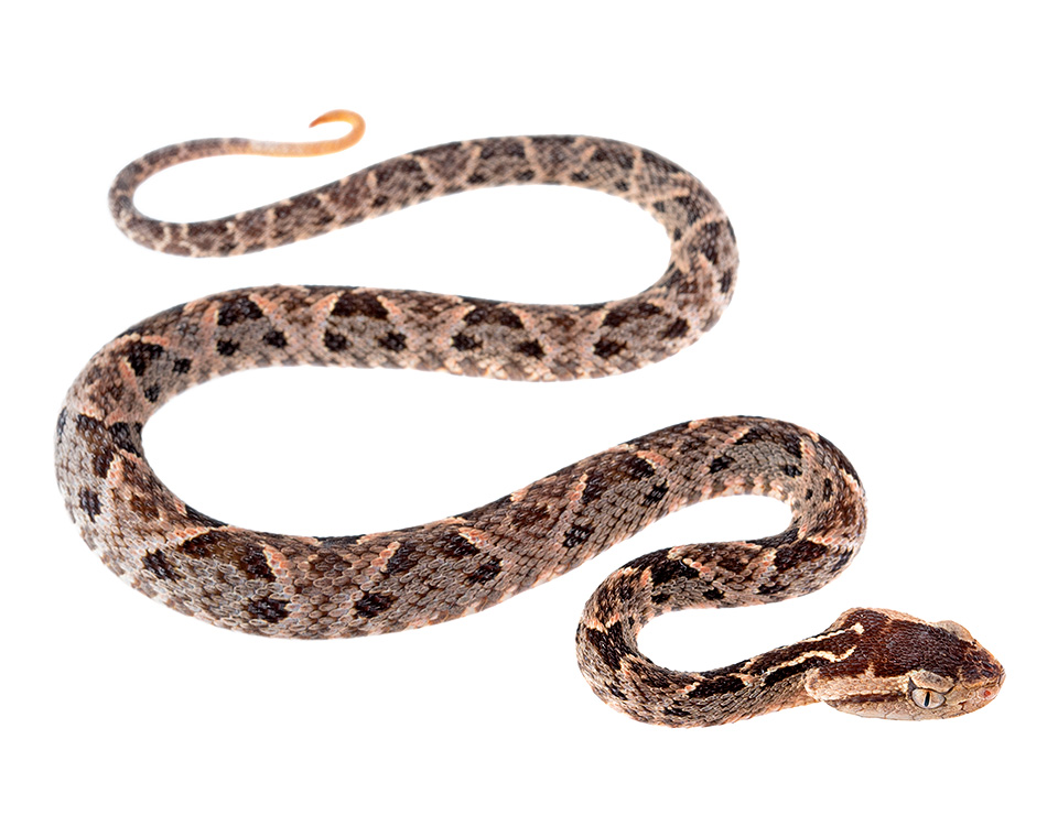 Juvenile male Bothrops asper