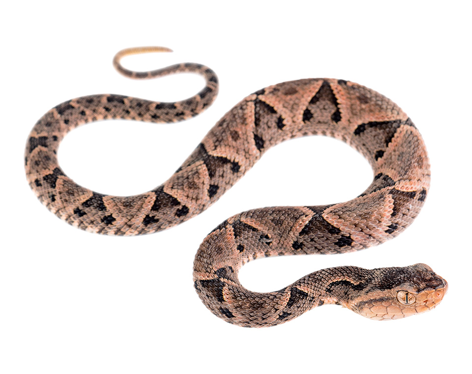 Neonate Bothrops asper