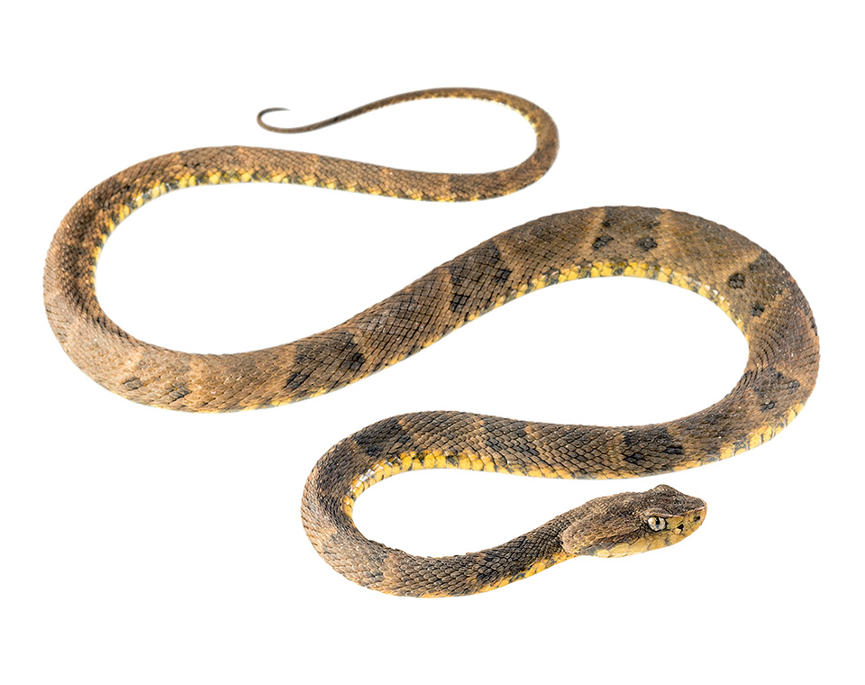 Adult Bothrops atrox