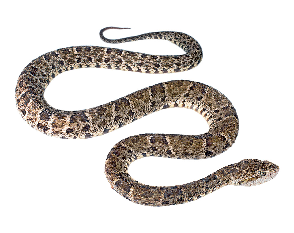 Adult Bothrops atrox