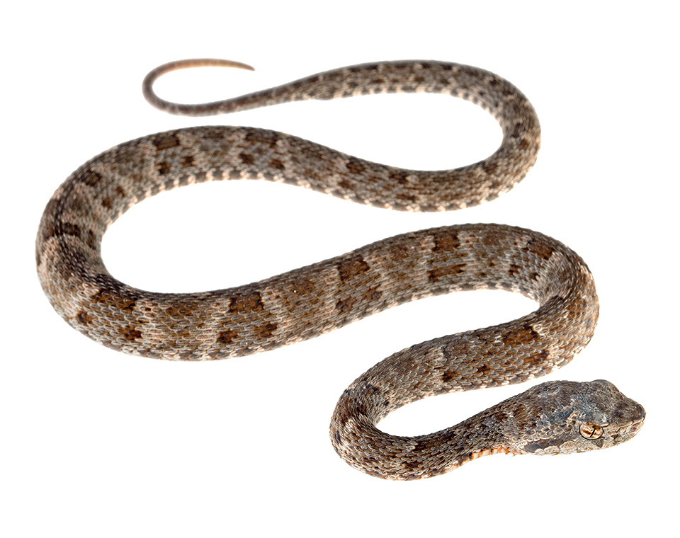 Juvenile Bothrops atrox