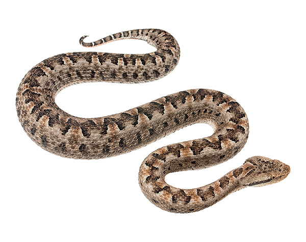 Adult female Bothrops lojanus