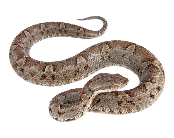 Adult female Bothrops lojanus