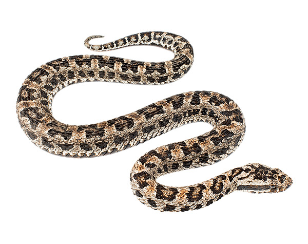 Adult male Bothrops lojanus