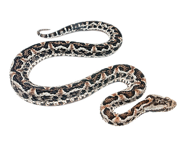 Adult male Bothrops lojanus