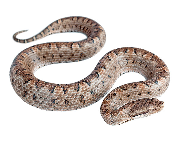 Juvenile female Bothrops lojanus