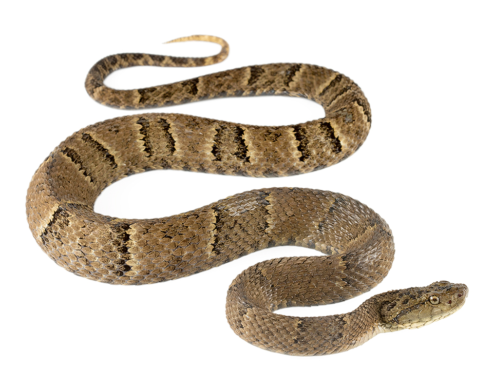 Adult Bothrops osbornei