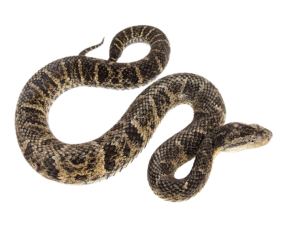 Adult Bothrops osbornei