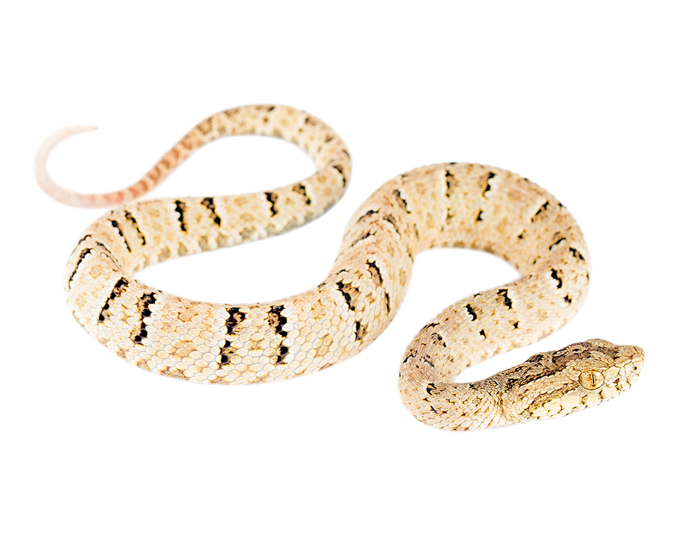 Juvenile Bothrops osbornei