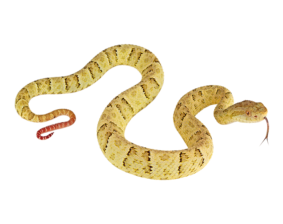 Juvenile Bothrops osbornei