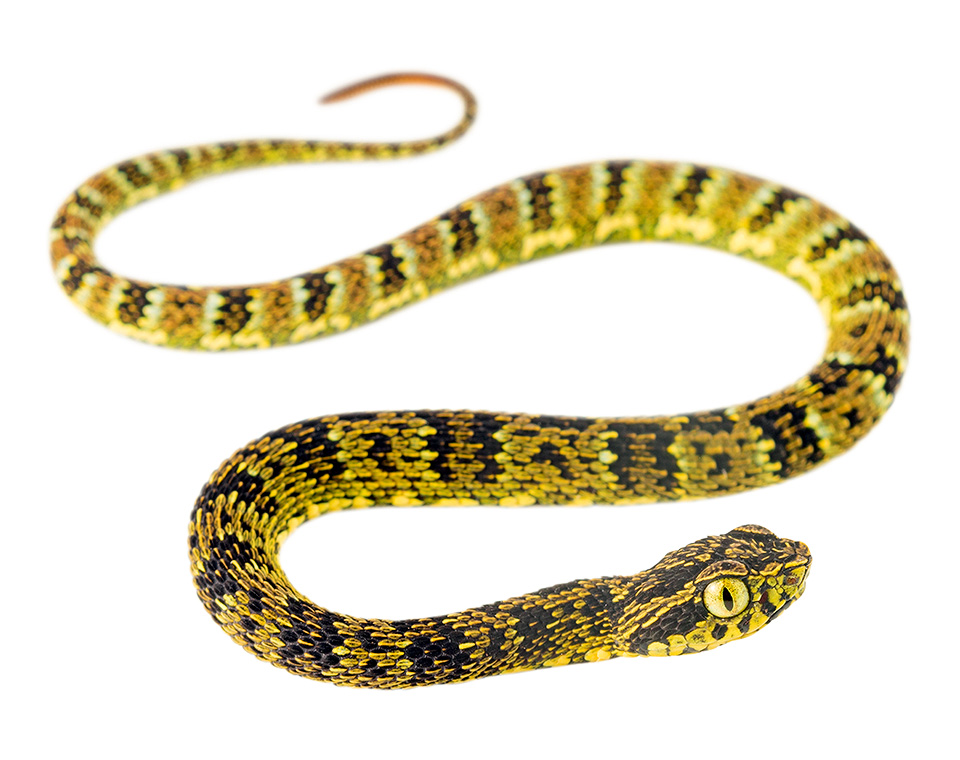 Juvenile Bothrops pulcher