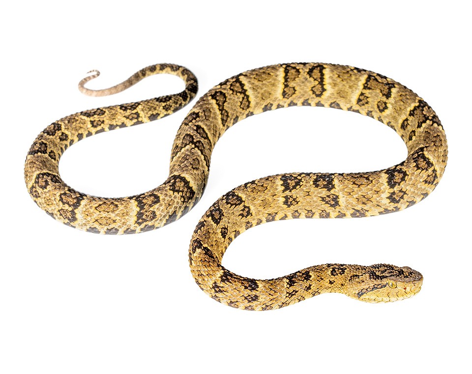 Adult Bothrops punctatus