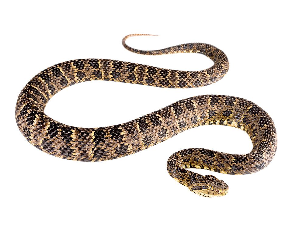 Adult Bothrops punctatus