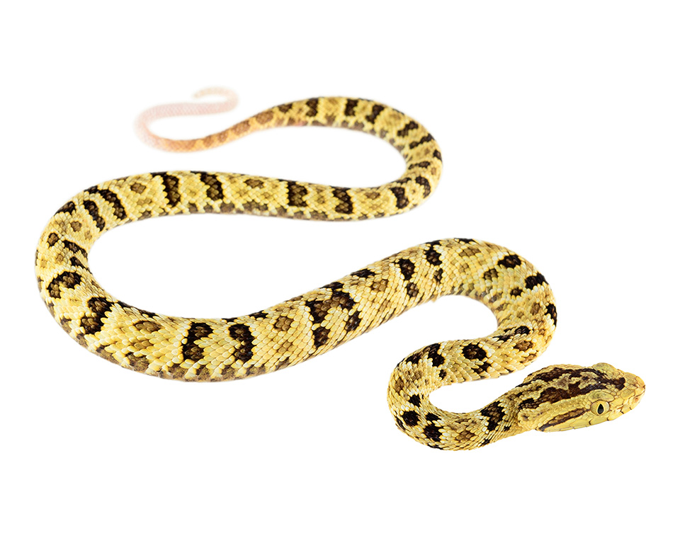 Juvenile Bothrops punctatus