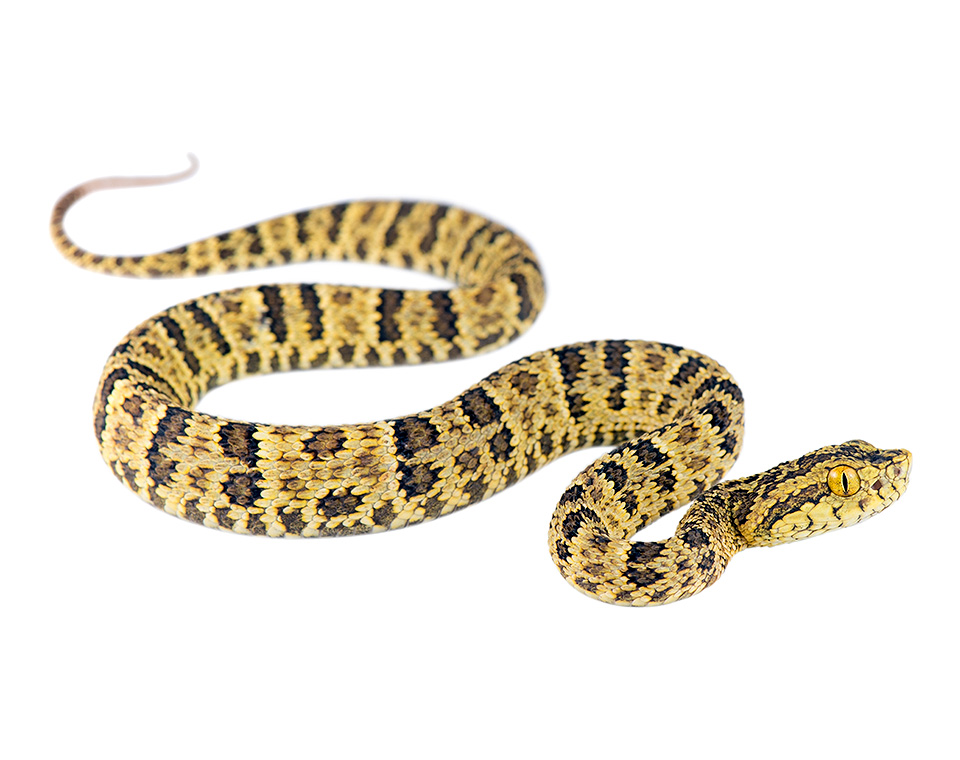 Juvenile Bothrops punctatus