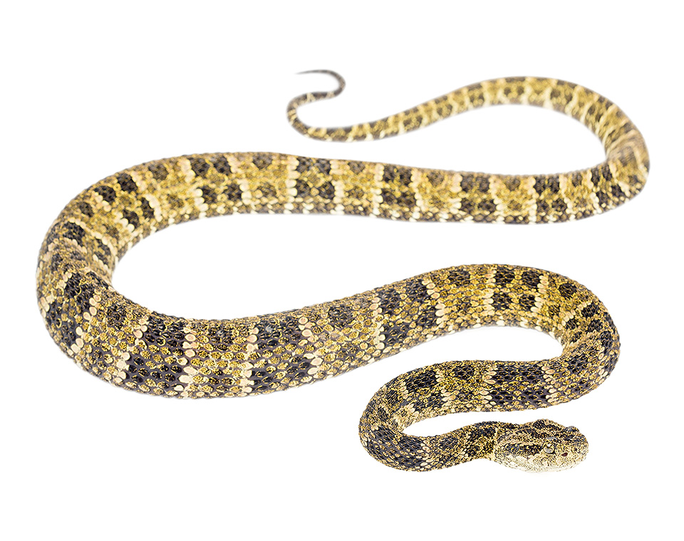 Adult Bothrops taeniatus