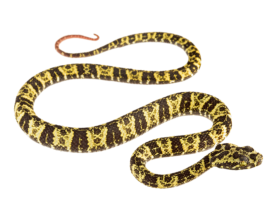 Juvenile Bothrops taeniatus