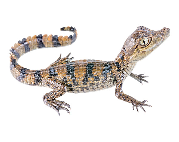 Juvenile Caiman crocodilus