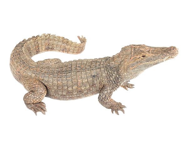 Adult Caiman fuscus