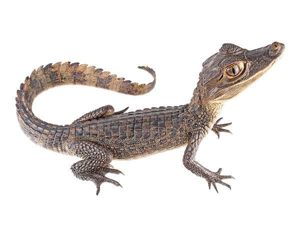 Juvenile Caiman fuscus