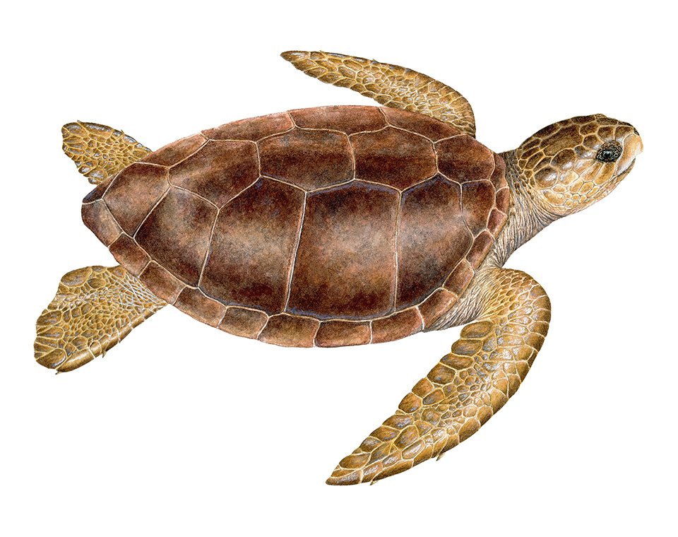 Adult female Caretta caretta