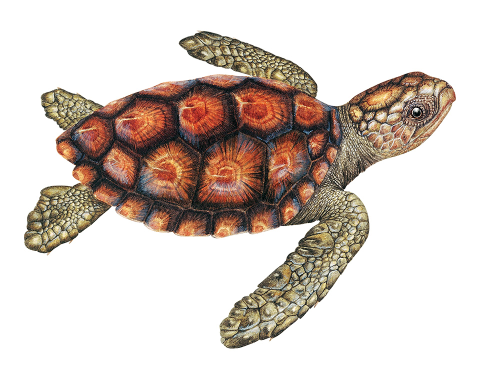 Juvenile Caretta caretta