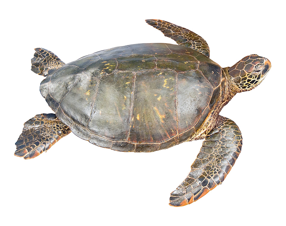 Adult female Chelonia mydas