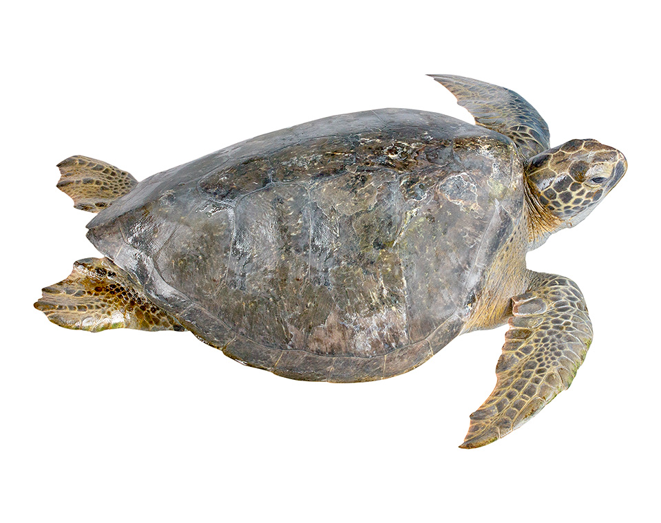 Adult female Chelonia mydas