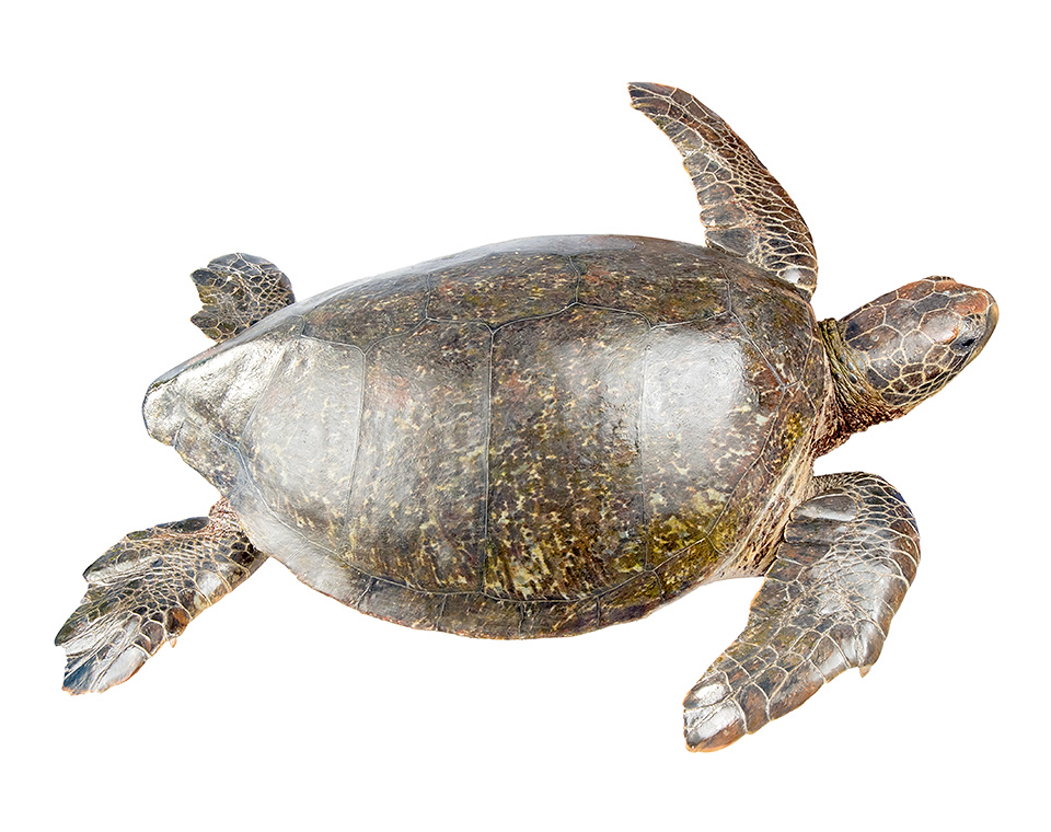 Adult female Chelonia mydas