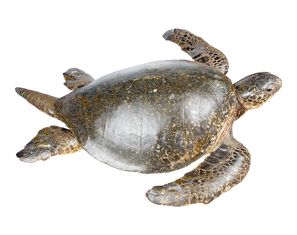 Adult male Chelonia mydas