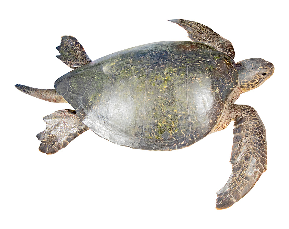 Adult male Chelonia mydas