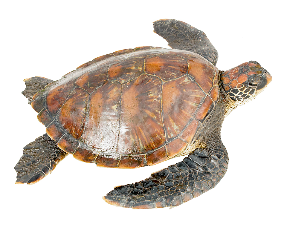 Subadult female Chelonia mydas