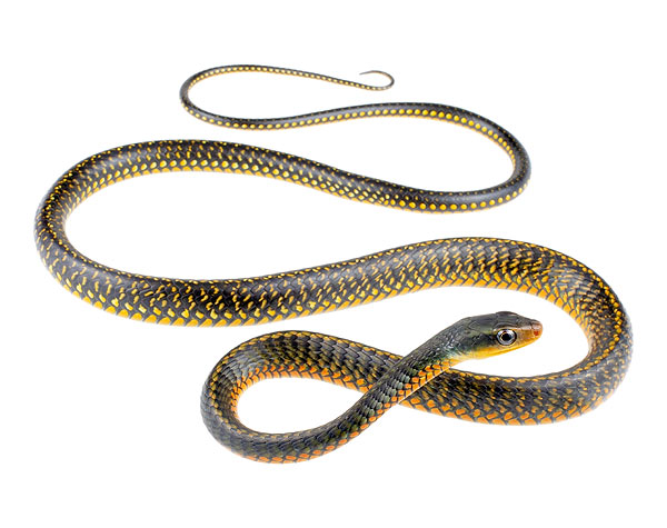 Photos of the Yellow-spotted Whipsnake (Chironius flavopictus)