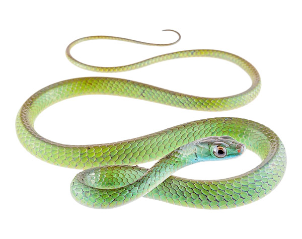 Juvenile Chironius scurrula